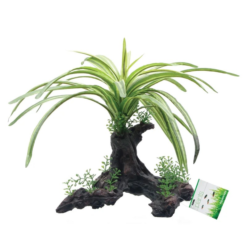 Fluval Fountain Plant, 25cm (10in) on Root